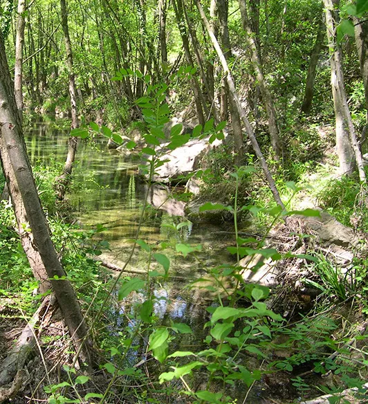 Vue d’une zone humide boisée traversée par un petit cours d’eau calme, entourée de végétation dense et d’arbres élancés.